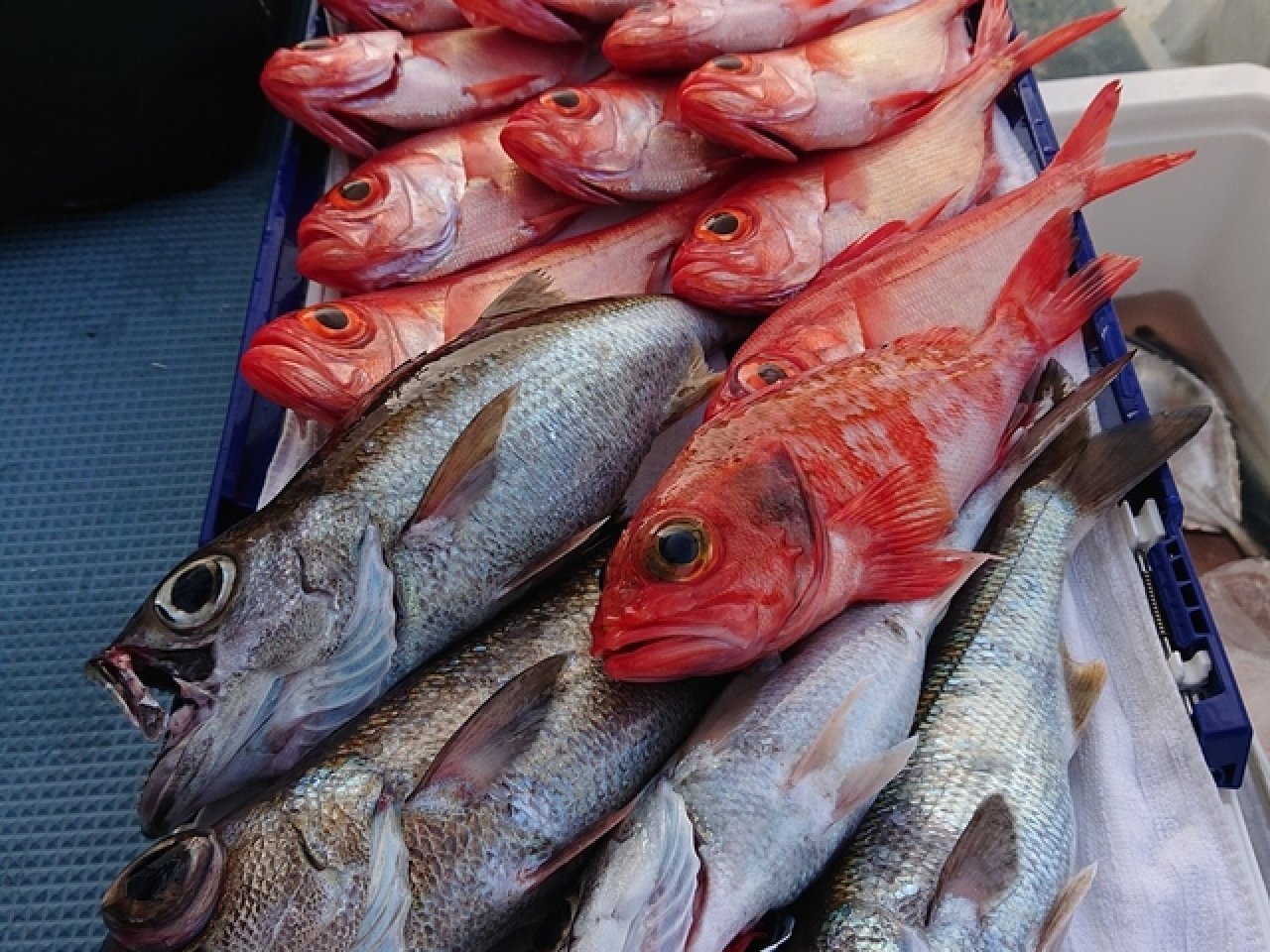 【釣果速報】神奈川県太郎丸で良型キンメダイ爆釣！良型狙いは好調な今がチャンス！