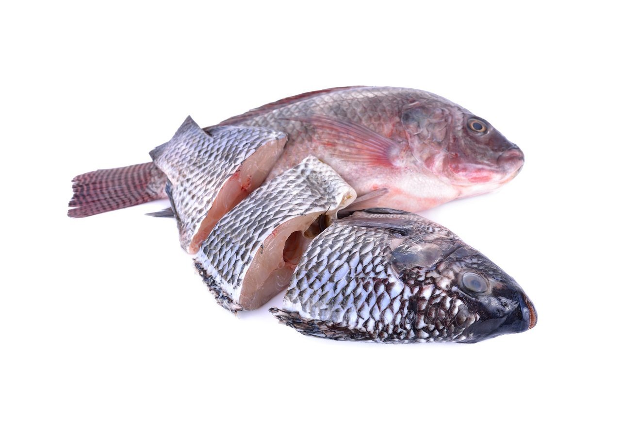 ティラピアの写真