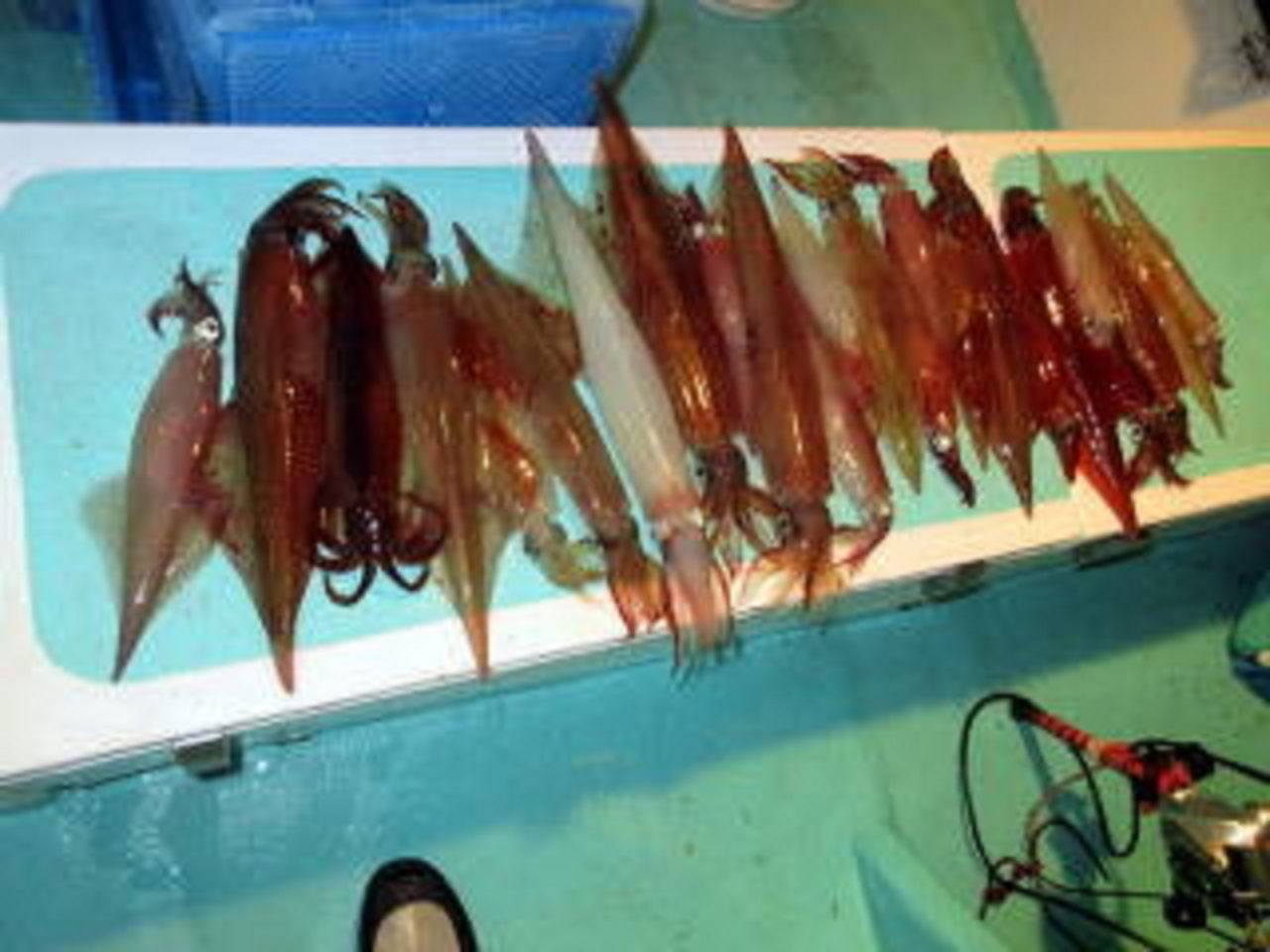 【釣果速報】静岡県清貢丸で大人気のナイトヤリイカ!竿頭は24匹&最大サイズは49cmのパラソル級で数もサイズも絶好釣!