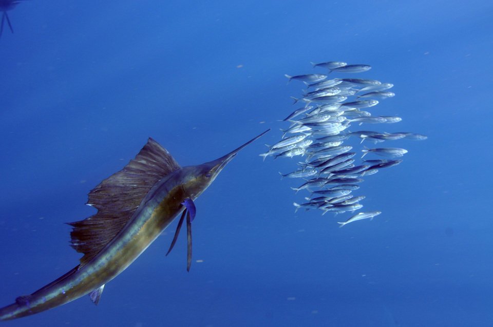 魚類最速の魚版ボルトはいったいどの魚 瞬間最高時速はなんと100km超え