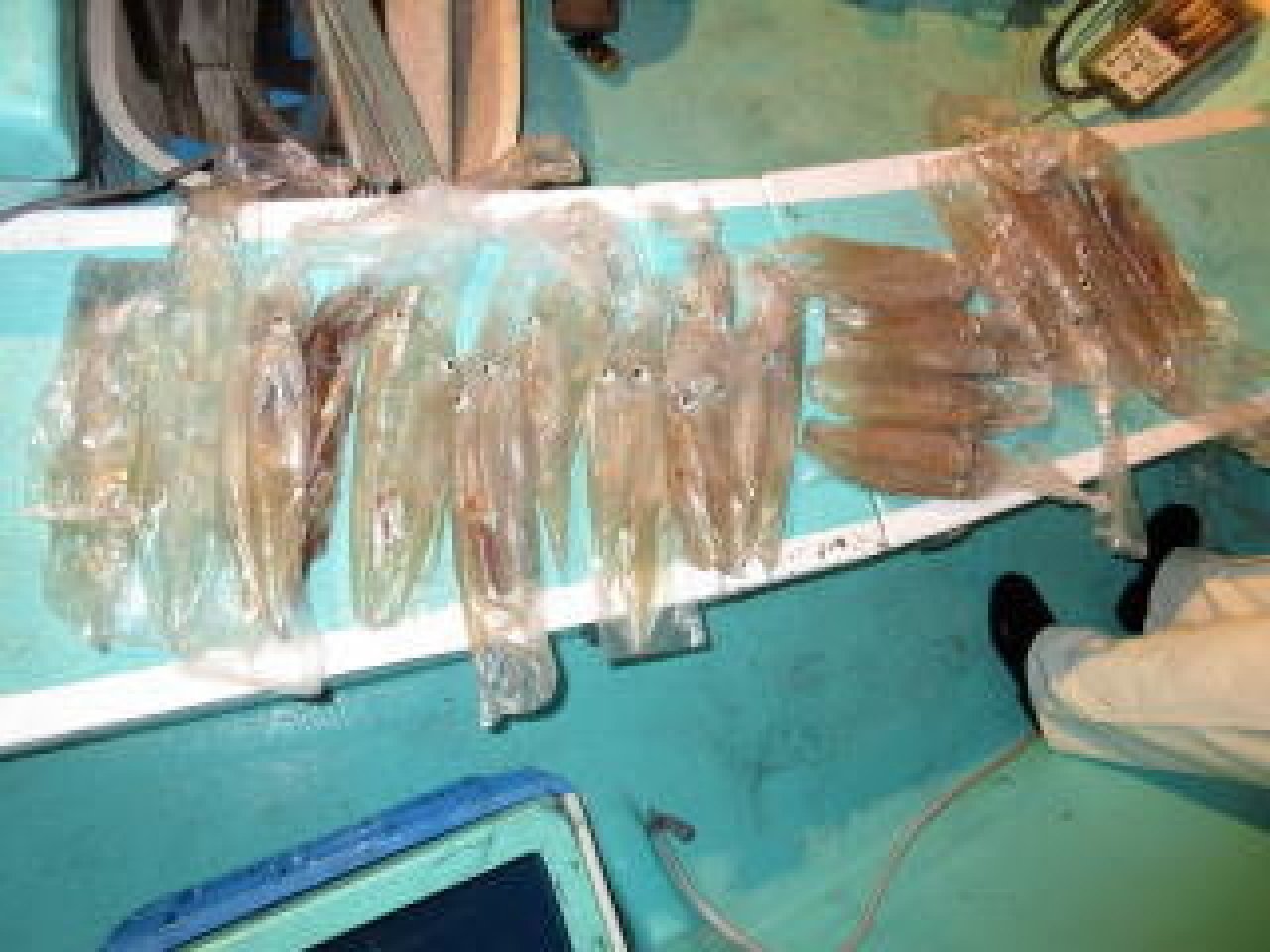 【釣果速報】静岡県清貢丸でMAX51cmの胴長ヤリイカ確保！竿頭は48匹ゲット！冬の絶品ヤリイカを自分の手で釣り上げてみませんか？