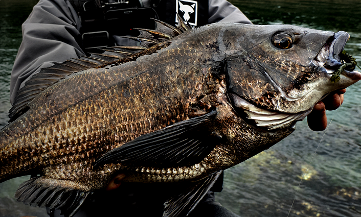 魚とルアーのアップ写真