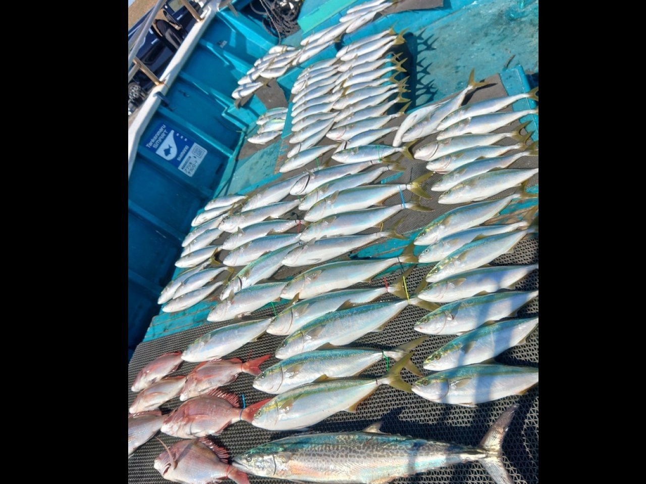 【釣果速報】和歌山県heyheyshipでハマチ合計80匹キャッチ！船上が青物でいっぱいに！あなたも豊漁体験してみませんか？