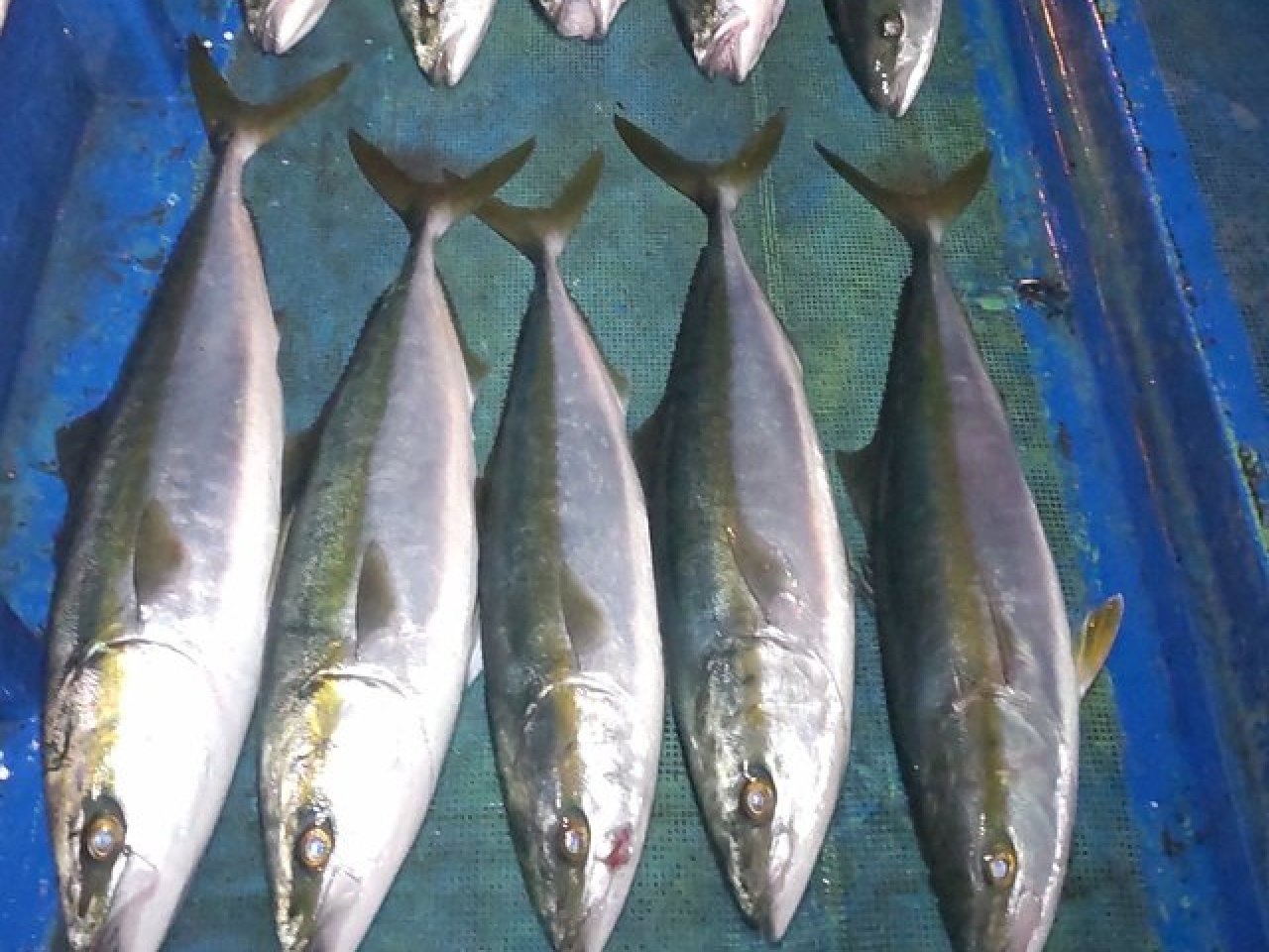 【釣果速報】和歌山県勝丸でメジロ14本GET!!全員メジロ安打達成!!このチャンスを逃すな!