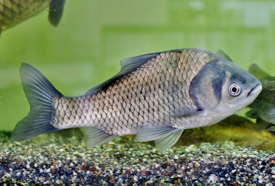 フナ　琵琶湖　ヘラブナフィッシング