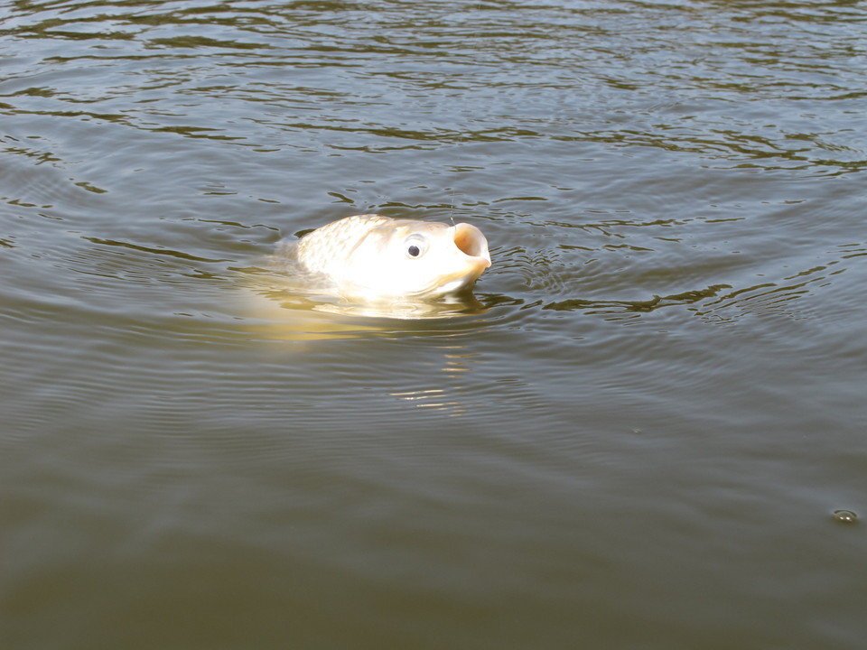 ヘラブナ　釣り