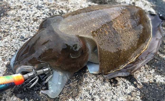 イカとエギのアップ写真