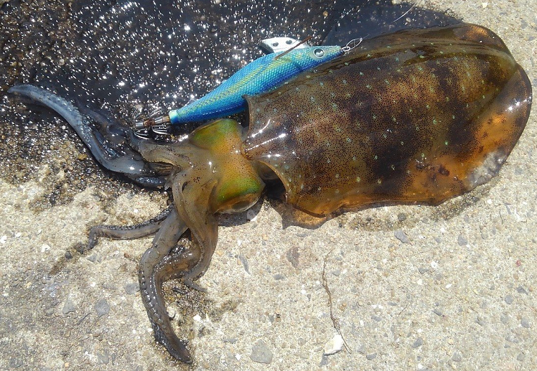 イカとエギのアップ写真