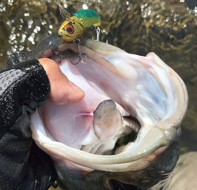 魚とルアーのアップ写真