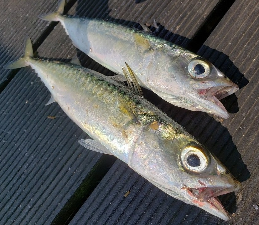 魚のアップ写真