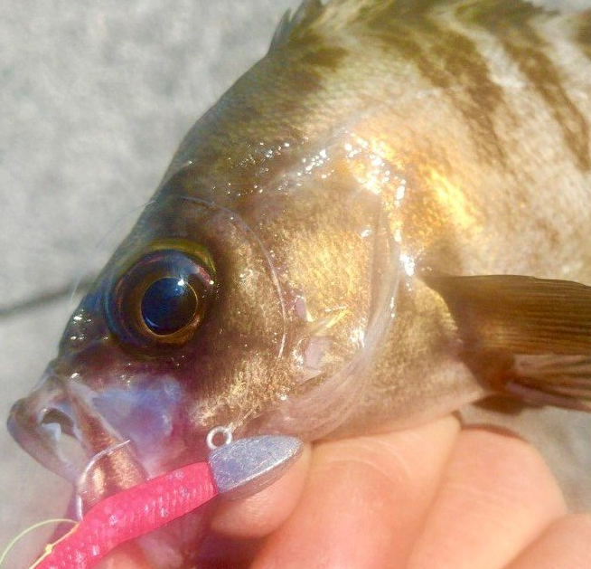 魚のアップ写真