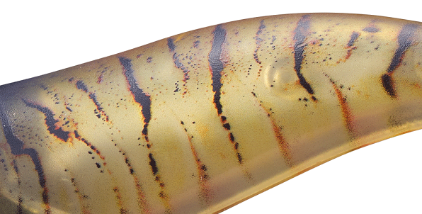 エギのアップ写真