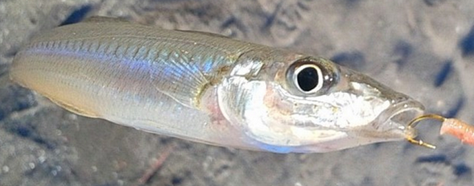 魚のアップ写真