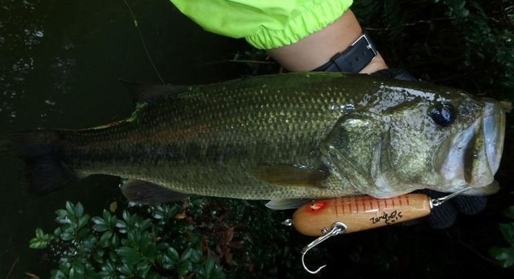 ゼロゴッサ　ゼログラビティ　バス　バス釣り　ルアー　レア