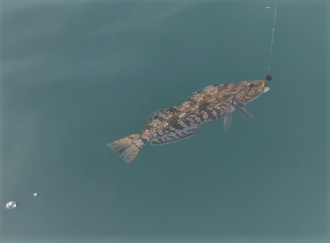 魚のアップ写真