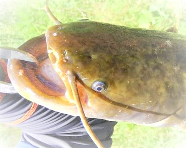 魚のアップ写真