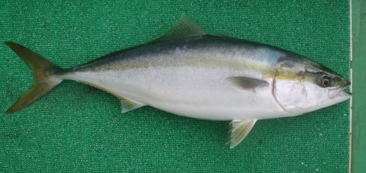 魚のアップ写真