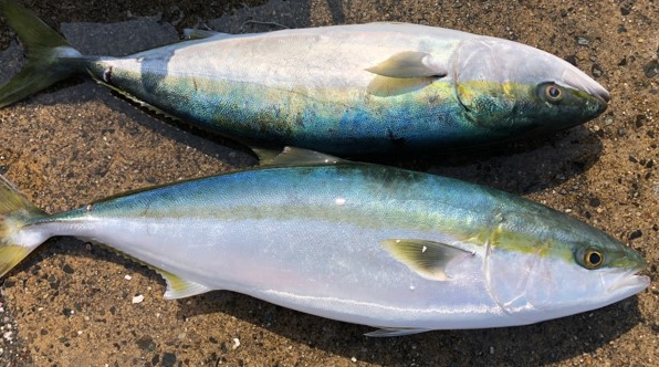 魚のアップ写真