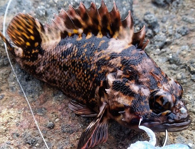 魚のアップ写真