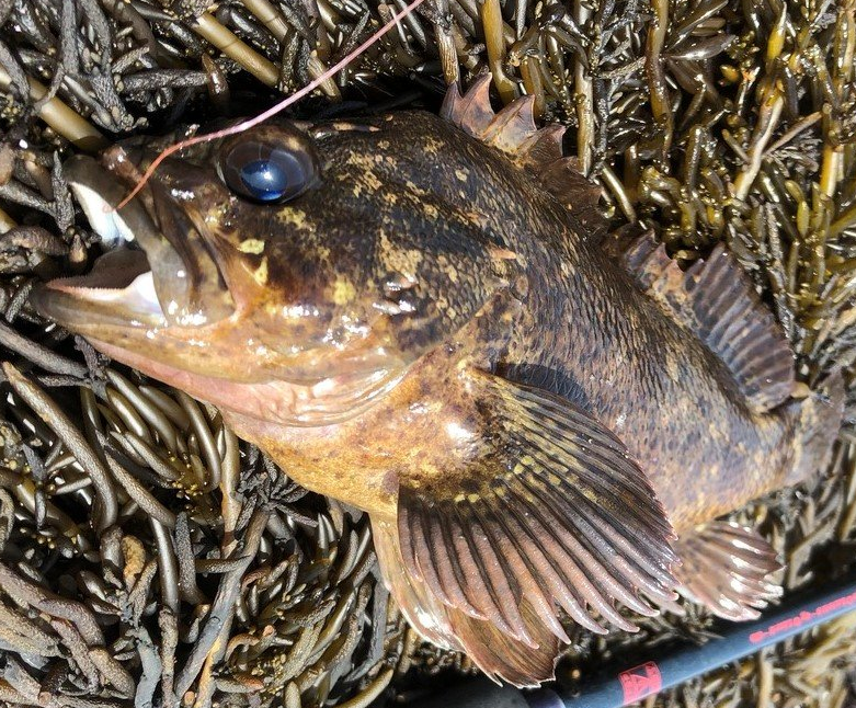 魚のアップ写真