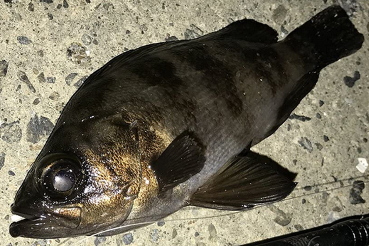 魚のアップ写真