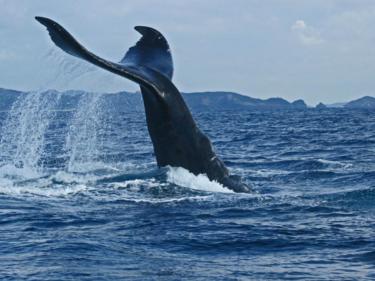 神奈川県三浦市沖で釣り船とクジラが衝突か 他のエリアでもクジラの目撃情報相次ぐ