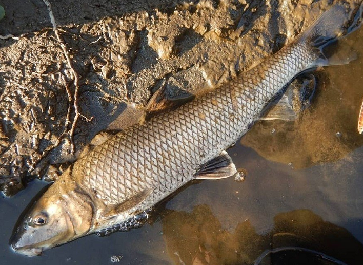 魚のアップ写真