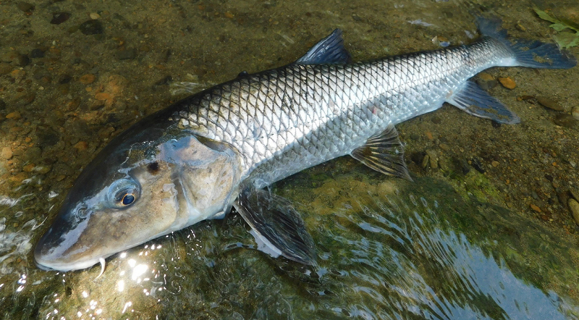 魚のアップ写真