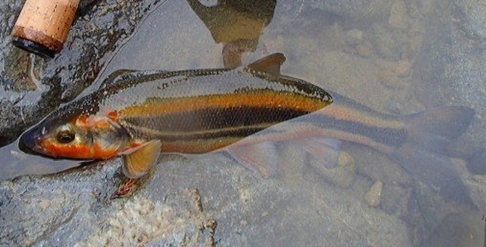 魚のアップ写真