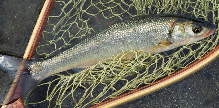 魚のアップ写真