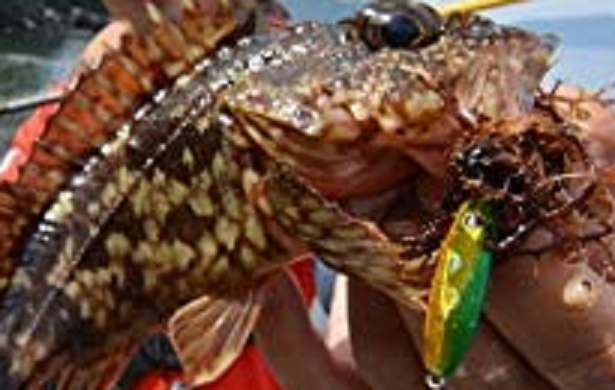 魚とルアーのアップ写真