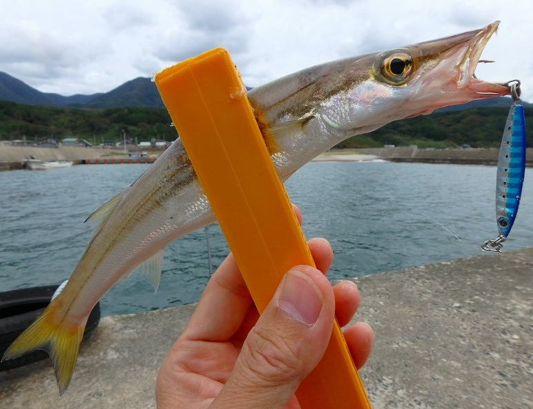 魚のアップ写真