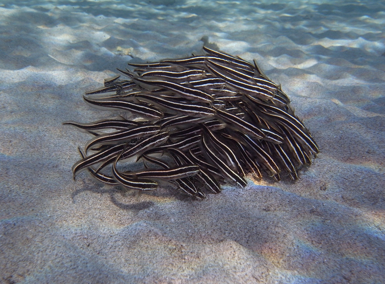 魚のアップ写真