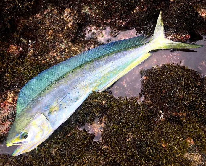 魚のアップ写真