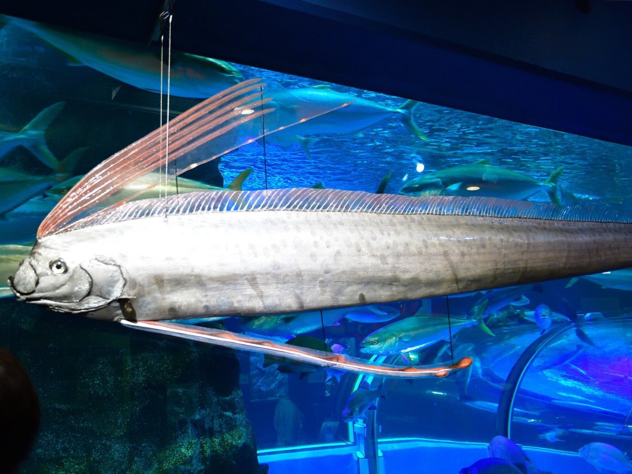 リュウグウノツカイはどんな魚？最近日本各地で目撃されている“幻の深海魚”をクローズアップ！