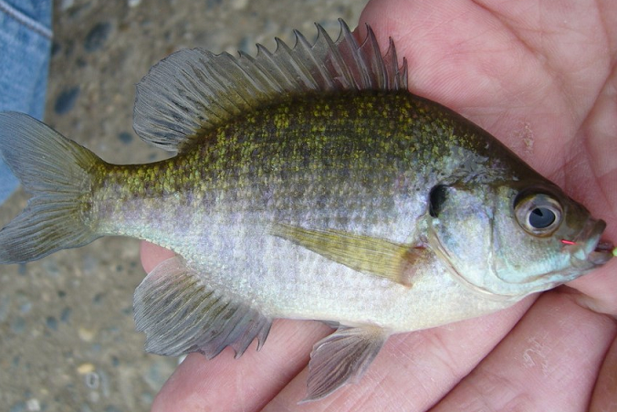 魚のアップ写真