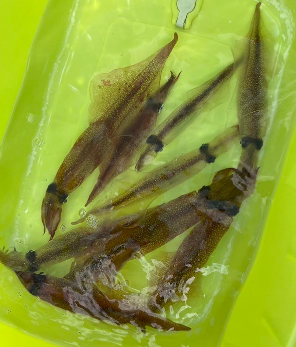 イカのアップ写真