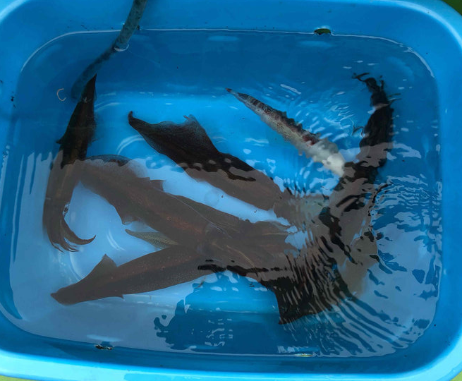 イカのアップ写真