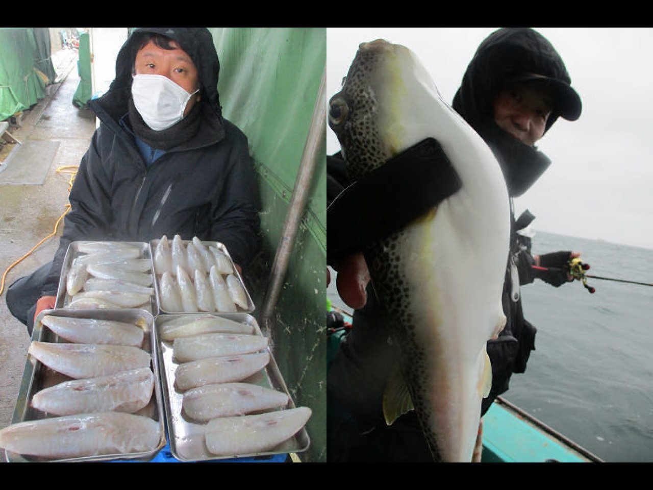 【釣果速報】兵庫県釣り船　名田屋でショウサイフグの調子上向き！最大40cmとサイズも良好！今後の釣行も期待大！