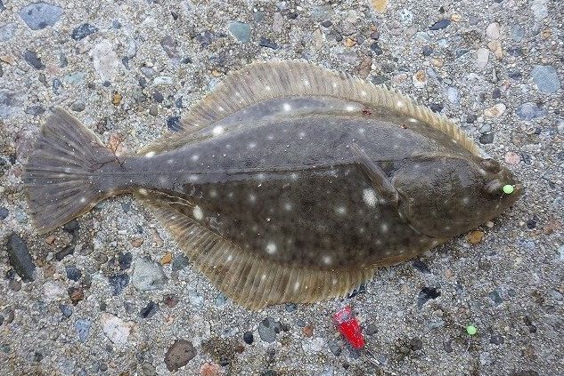 魚のアップ写真