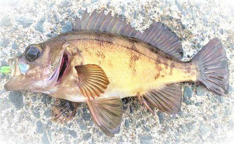 魚のアップ写真