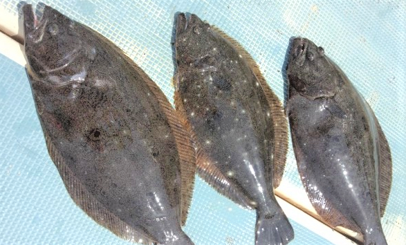 魚のアップ写真