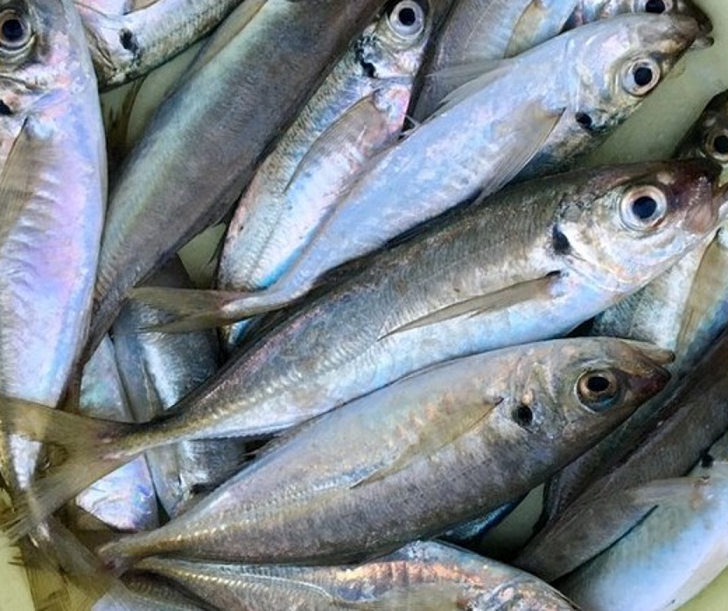 魚のアップ写真