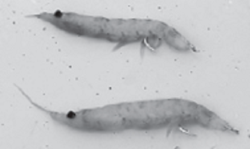 オキアミの写真