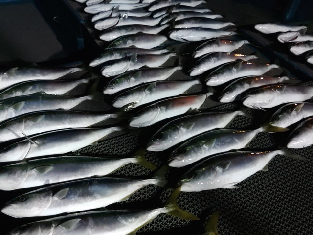 【釣果速報】和歌山県heyheyshipで良型ハマチをゲット！青物ジギングで人気魚種を狙うなら今がチャンス！