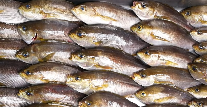 魚のアップ写真