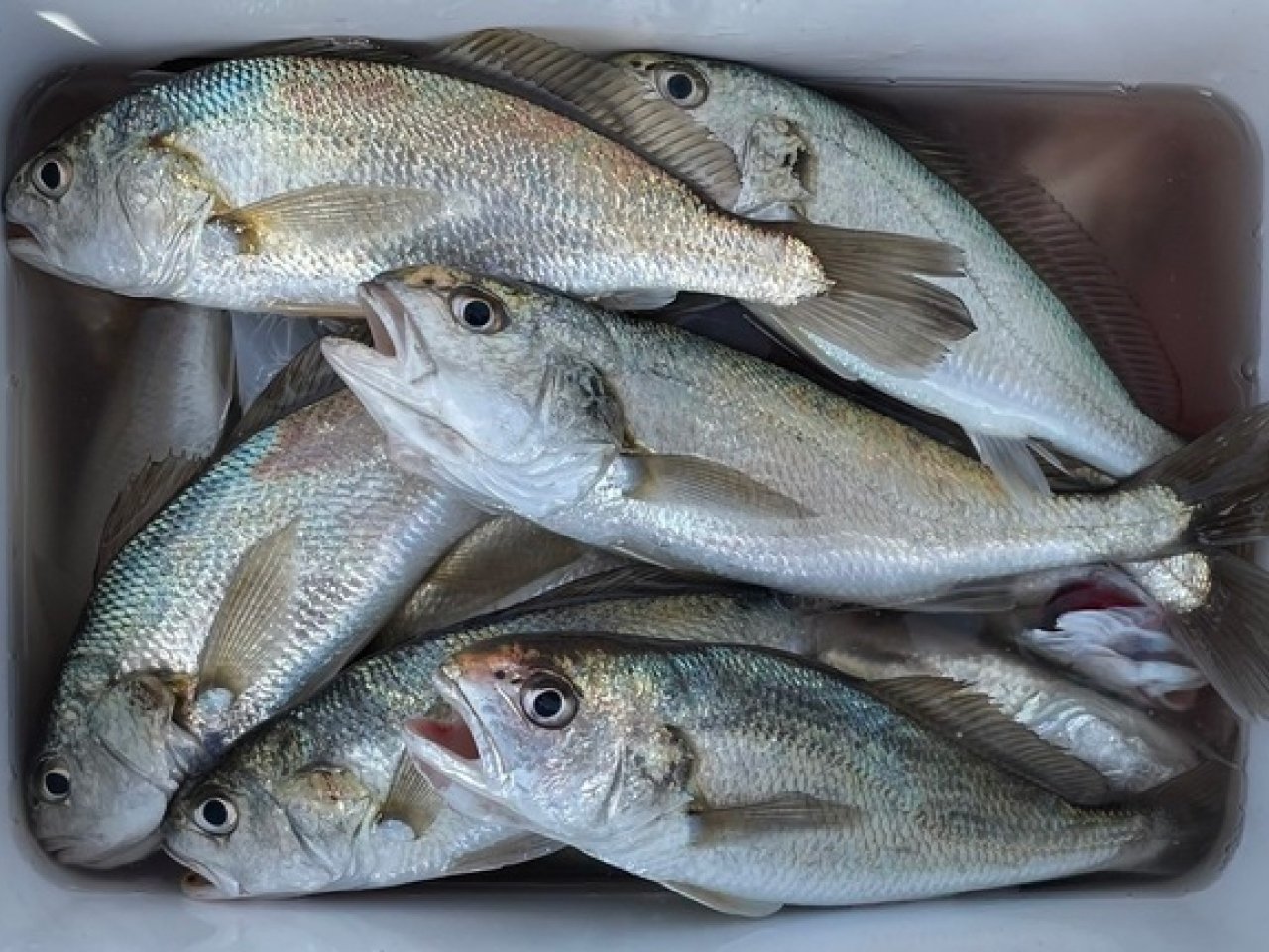 【釣果速報】神奈川県金沢八景　黒川丸でイシモチ爆釣！竿頭33匹！イシモチラッシュを体感しよう！