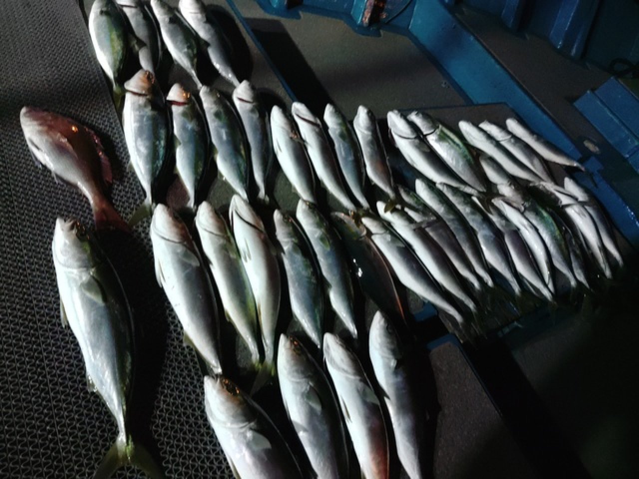 【釣果速報】和歌山県heyheyshipでハマチ合計66匹キャッチ！船上が青物でいっぱいに！あなたも豊漁体験してみませんか？