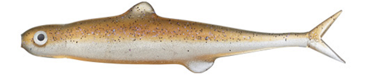 ワームのアップ写真