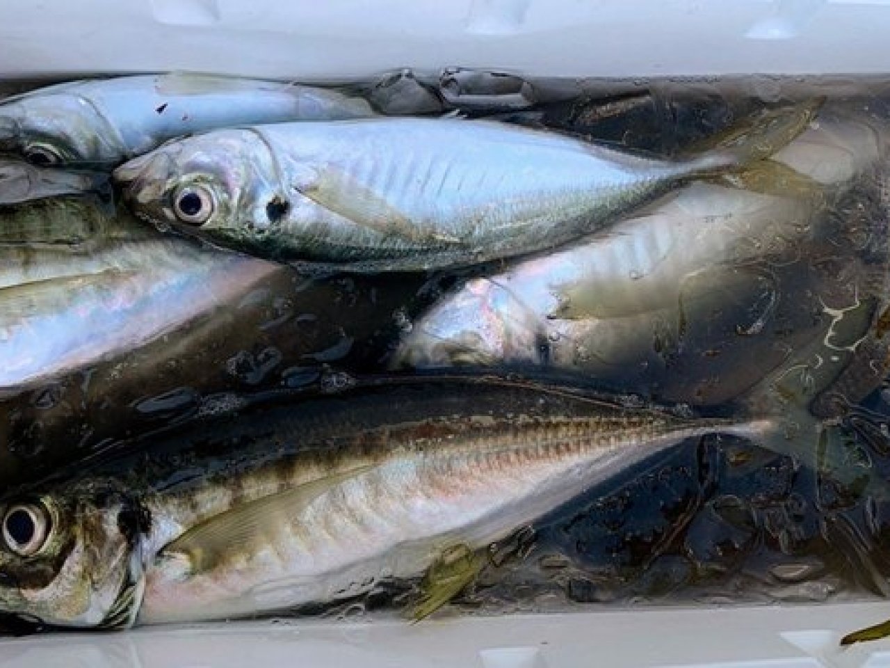 【釣果速報】神奈川県愛正丸で40cmのギガアジはじめ良型アジ好調!神奈川県愛正丸のデカアジ主体の釣行に終始テンション爆上がり!